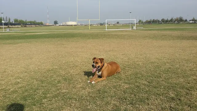 Dog Park Kaiser Permanente Sports Village Soccer Complex Bakersfield