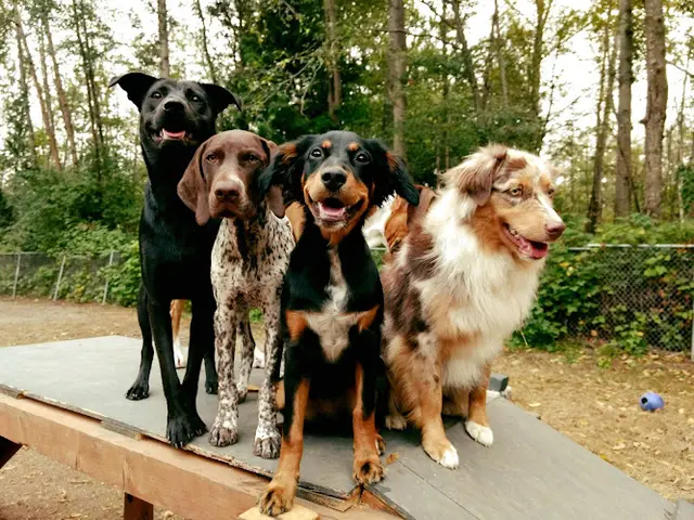 Dog trainer Puget Hound Bellingham