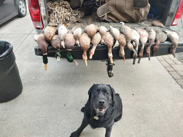 Dog trainer Layton Retriever Kennels Gresham