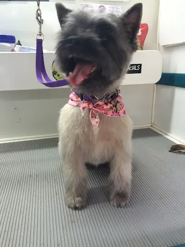 Dog Grooming Alpha Grooming Pet Salon San Francisco