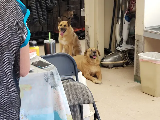 Pet boarding service Raining Cats & Dogs Escondido