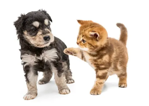 Rescue & Shelter Northpointe Animal Hospital Fresno