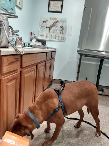 Pet vet Spring Valley Animal Med Hospital Chula Vista