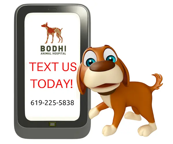 Pet vet Bodhi Animal Hospital, A Thrive Pet Healthcare Partner San Diego