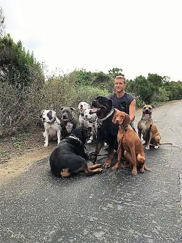 Dog trainer coach canine oc Mission Viejo