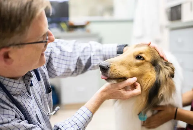 Pet vet Upton Ken DVM @ Pacific Pet Hospital Chula Vista