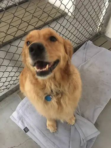 Pet vet Southpaw Dog Boarding in Ak Anchorage