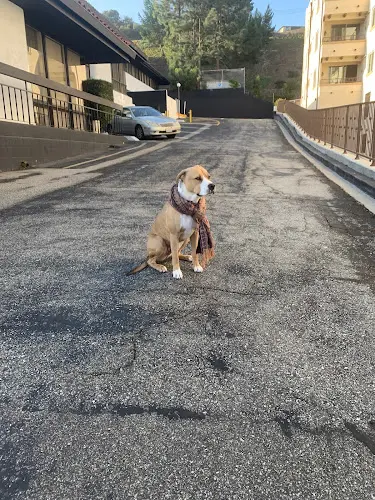 Rescue & Shelter PAWramount Torrance