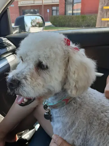 Pet boarding service Fancy Paws Carson