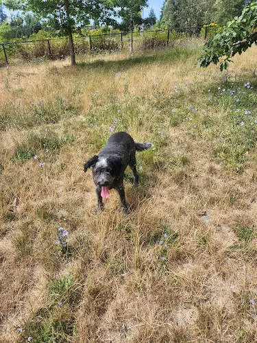 Dog Park Squalicum Dog Park Bellingham