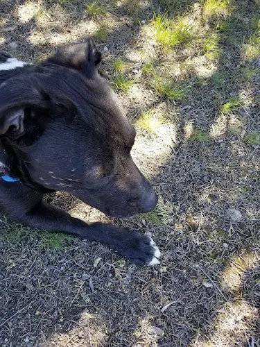 Rescue & Shelter Humane Society of the Ochocos Bend