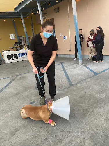 Pet vet CAMP - Los Angeles Los Angeles