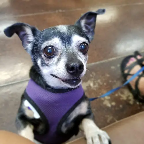 Dog day care center VCA All Our Pets Animal Hospital Sacramento