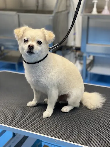 Dog breeder LA Pet Home Pasadena