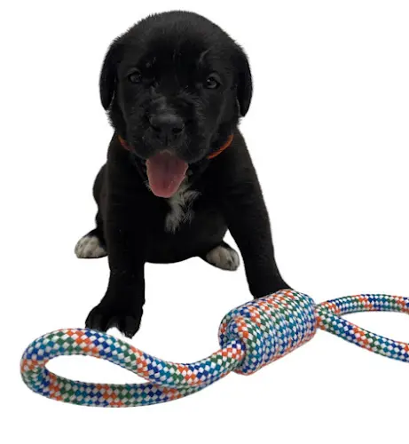 Dog trainer HighPower Kennels Rancho Cucamonga