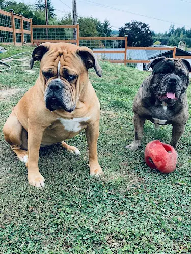 Dog trainer Summit Acres Farm Tacoma