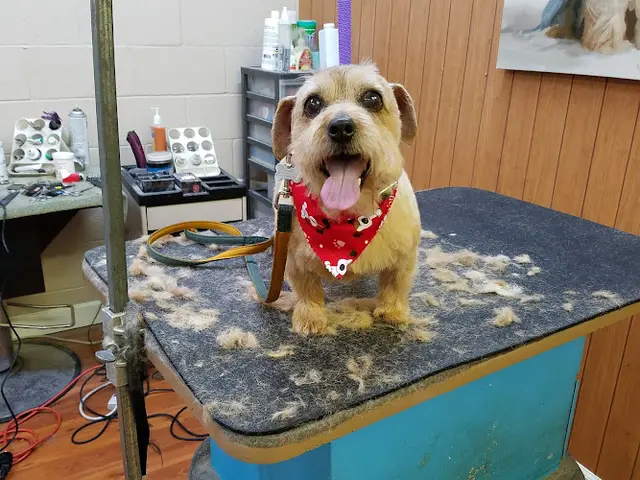 Dog breeder Breeders Corner Roseville