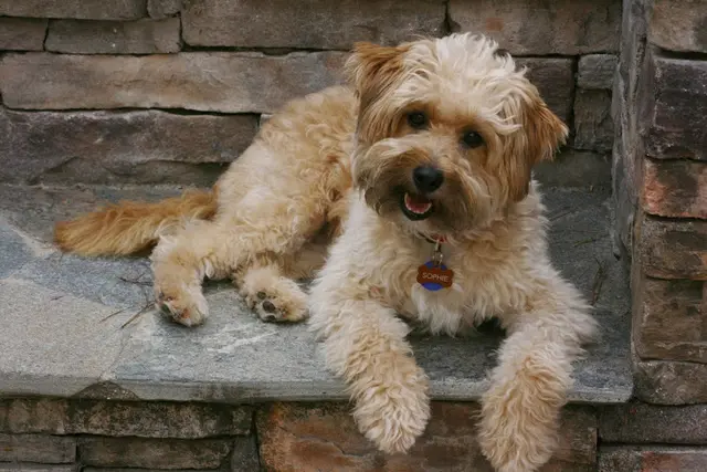 Rescue & Shelter K9 Connection Pet Rehoming and Adoption Carlsbad