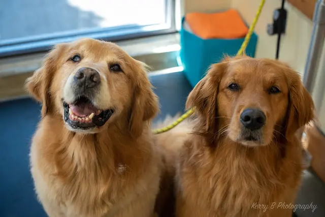 Dog trainer Shake & Shine LLC Bellingham