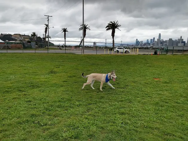 Dog Park Treasure Island Dog Park San Francisco