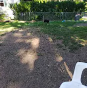 Dog Park Browne's Addition Dog Park Spokane