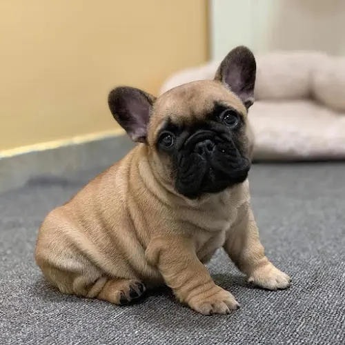 Dog breeder Vision French Bulldogs Spokane