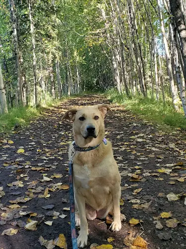 Dog Park Baxter Bog Park Anchorage