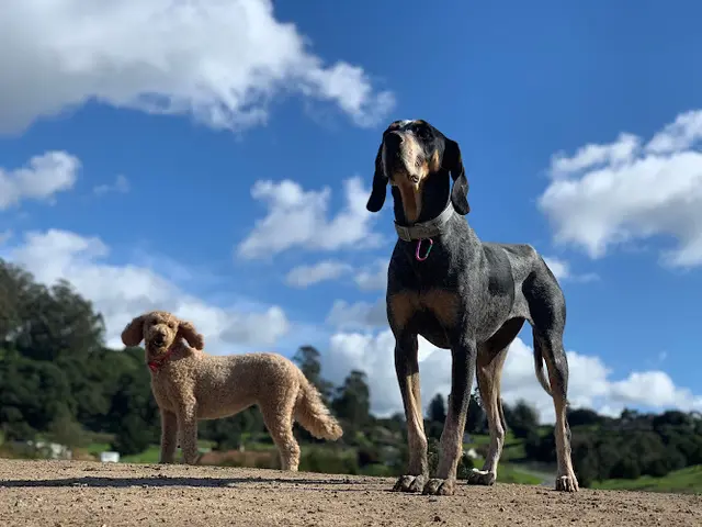 Dog day care center Dogwood Ranch Pet Resort Salinas