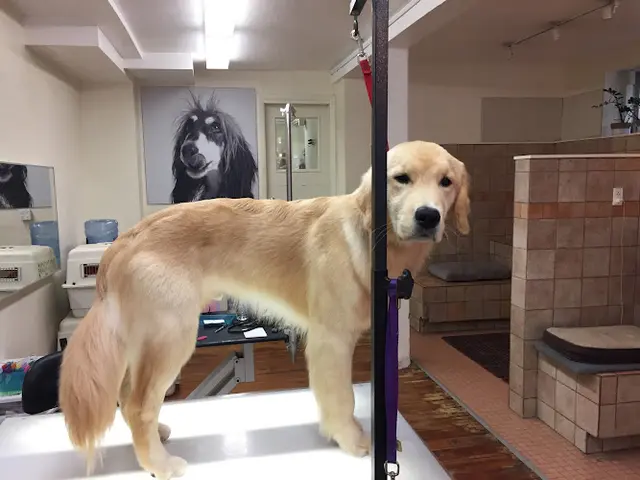 Pet boarding service Russian Hill Dog Grooming Express San Francisco
