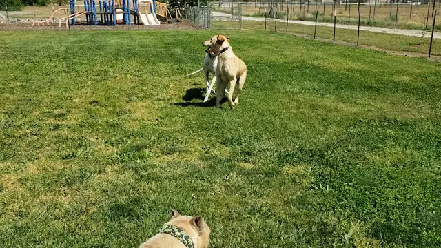 Dog trainer Tug Dogs Sacramento