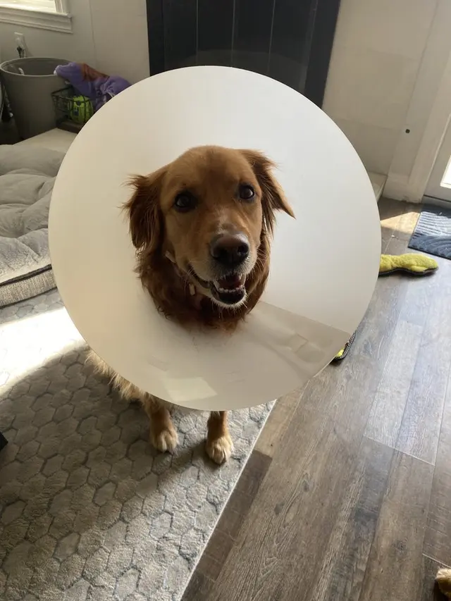 Pet boarding service Riedel Jennifer D.V.M. - Butterfield Animal Hospital Temecula
