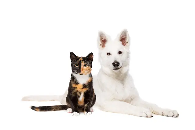 Pet boarding service Mesa West Pet Hospital Costa Mesa