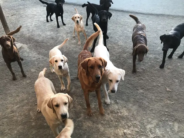 Dog breeder Mountain Honey Labradors Oceanside