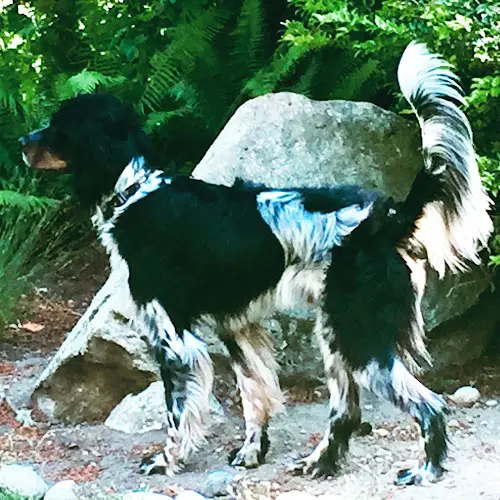 Dog trainer Canine Transformations Learning Everett