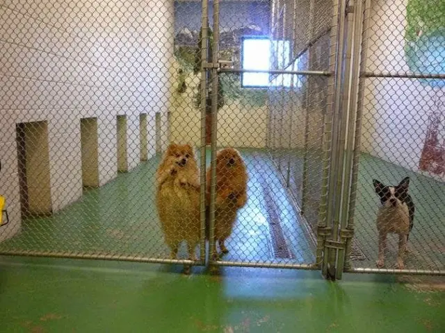Pet vet VCA Bering Sea Animal Hospital Anchorage
