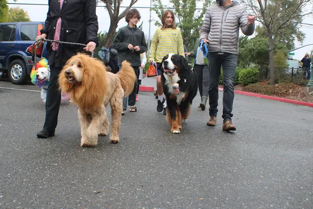 Dog trainer Pawsarotti's Santa Rosa