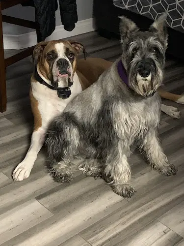 Pet boarding service Bon Voyage Pet Resort Yakima