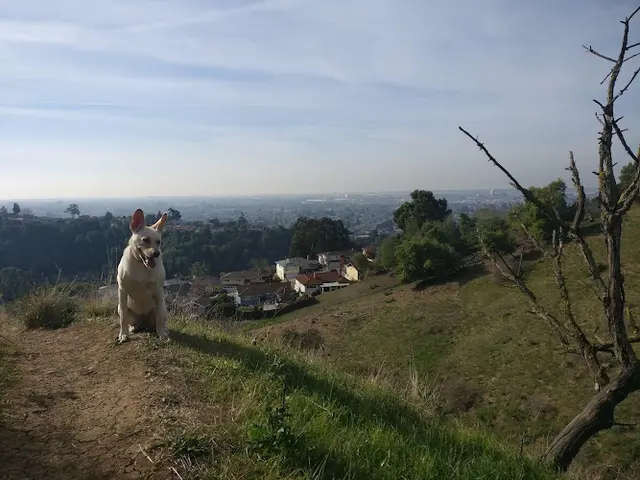 Dog Park King Estate Open Space Park Oakland