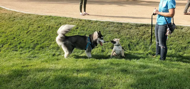 Dog walker Maxwell Dog Park Anaheim