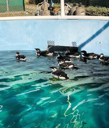 Rescue & Shelter International Bird Rescue Vallejo
