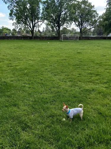 Dog Park Lents Park Portland