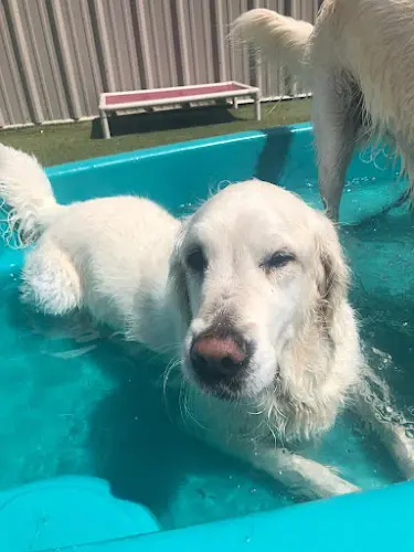 Dog Grooming Doggy Haven Resort Beaverton