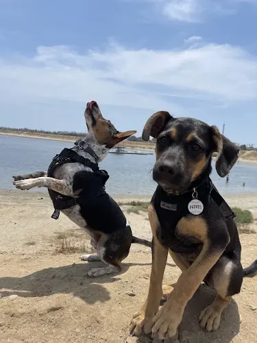 Rescue & Shelter Kane's K9s & animal rescue San Diego