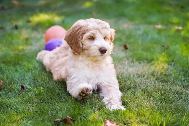 Dog breeder Barberry Brook Australian Labradoodles Tacoma