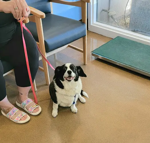 Pet boarding service Riverwood Veterinary Hospital Chico