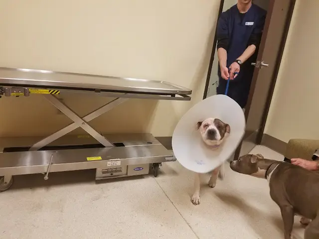 Pet vet Mercy Pet Hospital Roseville