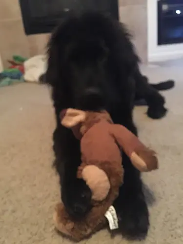 Dog walker Jessica's Pet Service Roseville