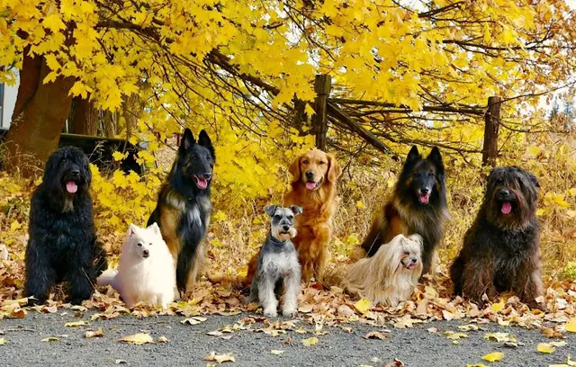 Dog trainer West Plains Canine School Spokane