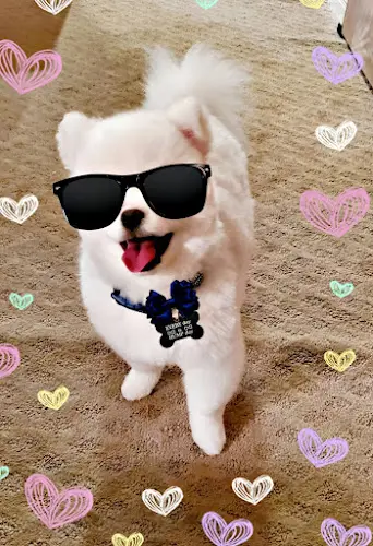 Dog trainer Osana's Pet Salon - Murrieta Murrieta