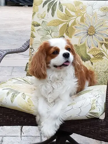 Dog Grooming Bark Avenue Dog Grooming Santa Clarita